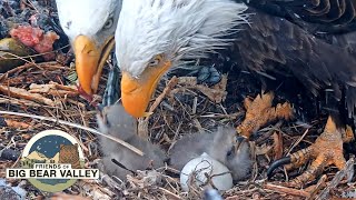 Big Bear Valley Bald Eagle Cam