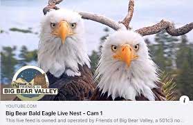 Bald Eagle Cam Big Bear Valley Bald Eagle Cam